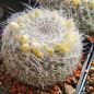 Preview: Mammillaria hahniana v. albiflora